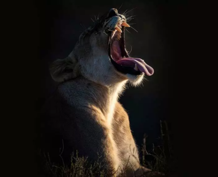 09_Shamwari_Wildlife_Lioness