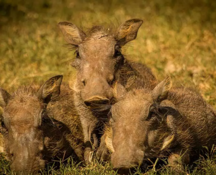 10-Interesting-Facts-About-Warthogs-1