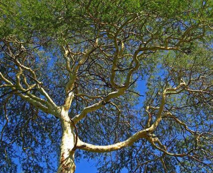 10_Shamwari_A-fever-tree-with-a-light-bark-and-sparse-leaf-canopy-1