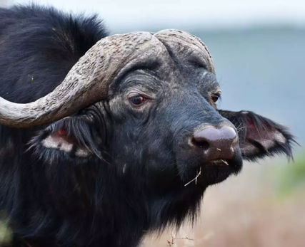 10_Shamwari_AfricanBuffalo