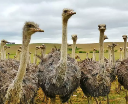 10_Shamwari_Oudsthoorn_Ostrich