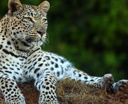 11_Shamwari_AfricanLeopard-1024x576