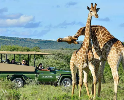 11_Shamwari_Giraffe_Safari-1