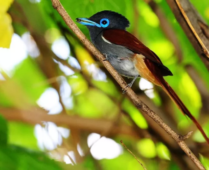 11_Shamwari_Small-bird-with-blue-coloured-rings-around-its-eyes-sitting-on-a-tree-branch
