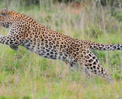 12_Shamwari_AfricanLeopard