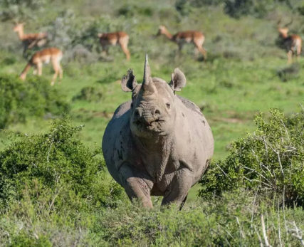 13_Shamwari_AfricanRhino