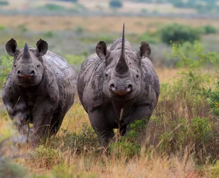 14_Shamwari_AfricanRhino