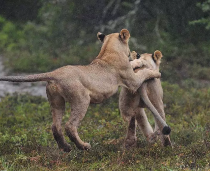 16_Shamwari_Newborn_LionCubs