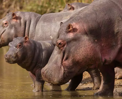 17_Shamwari_BabyHippo