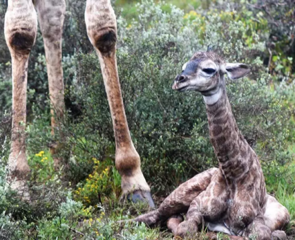 19_Shamwari_NewbornGiraffe