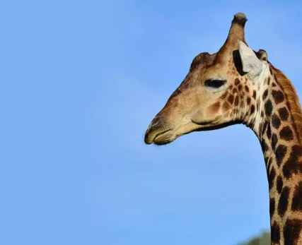 20_Shamwari_Giraffe