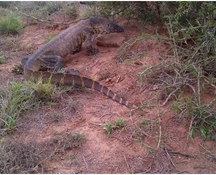 A-rather-large-Water-Monitor-1