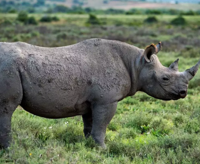 A-rhino-at-Shamwari-Private-Game-Reserve