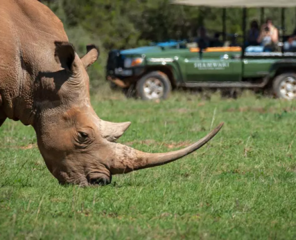 A-white-rhino-grazing-within-view-of-a-Shamwari-game-viewing-vehicle