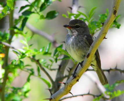 African Dusky Flycatcher