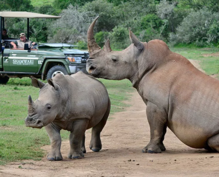 African-safari-in-South-Africa-1