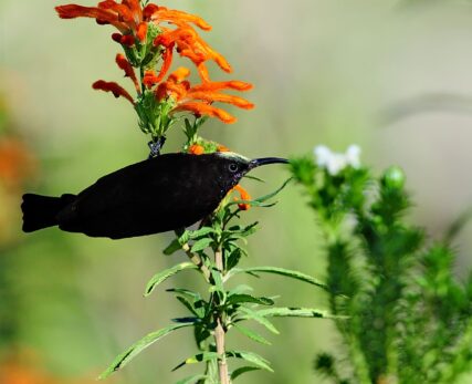 Amethyst Sunbird