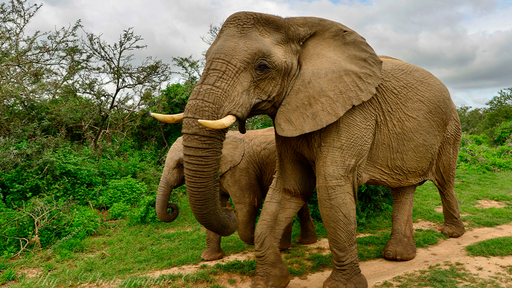 Elephant