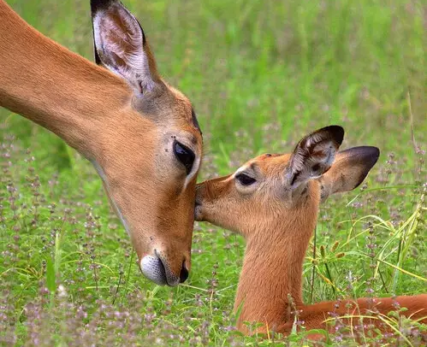 Baby-Impala-Shamwari-Game-Reserve-1