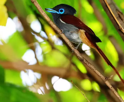 Bird-1