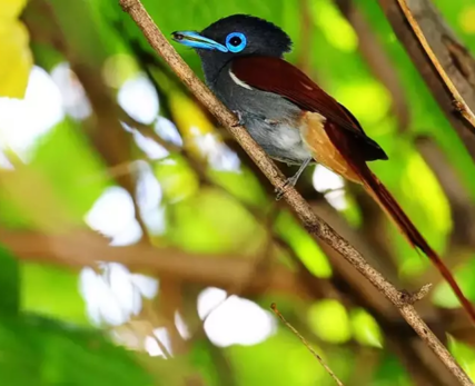 Bird-1