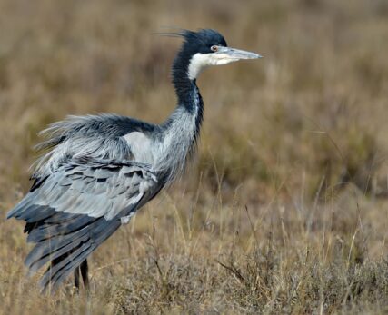 Black Headed Heron