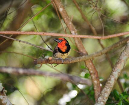 Black-collared Barbet