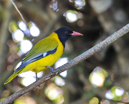Black-head Oriole