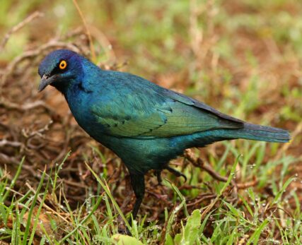 Cape Starling
