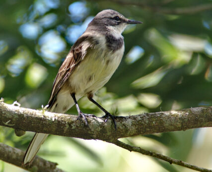 Cape Wagtail
