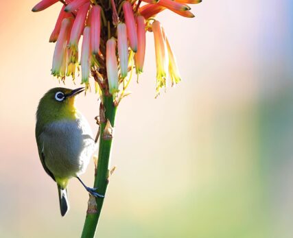 Cape White-eye