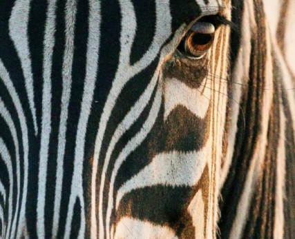 Close-up-of-Zebras-eye-987x1536