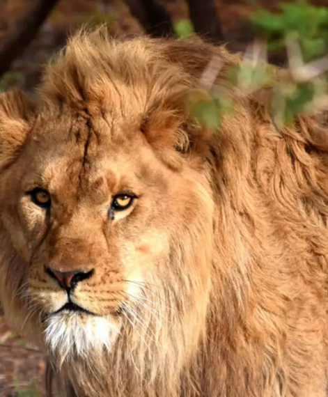 Born frees Ciam Nelson settling in at the Shamwari big cat sanctuaries