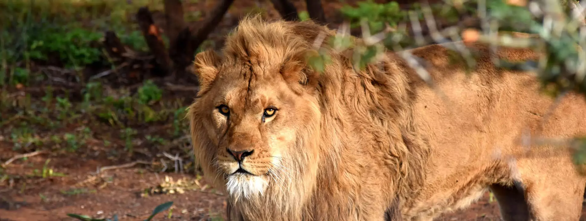 Born frees Ciam Nelson settling in at the Shamwari big cat sanctuaries