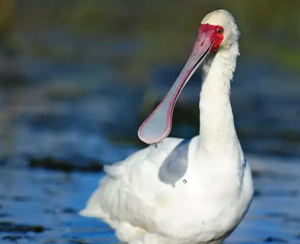 Duck