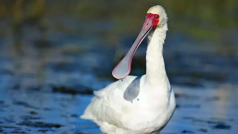African Spoonbill