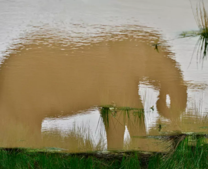 Elephant-At-Shamwari