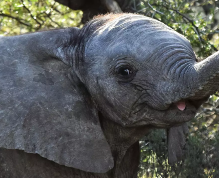 Elephant-Calf-Photo-Series_web