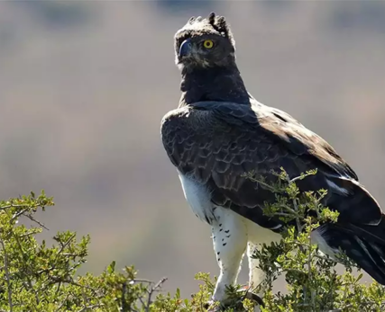 Falcon