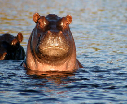 Fishing-in-luxury-Hippos_fs