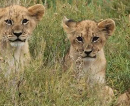 Four-new-lion-cubs-at-Shamwari-Game-Reserve