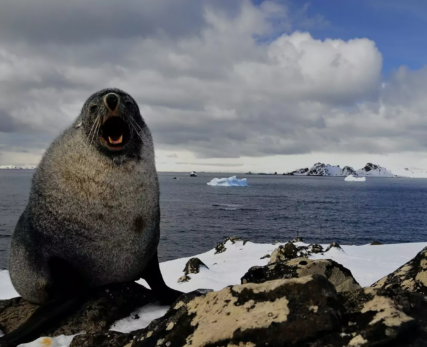 Front-view-of-a-Cape-Fur-Seal-with-the-ocean-in-the-background