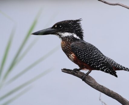 Giant Kingfisher