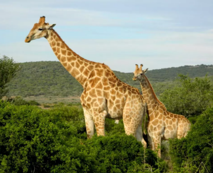 Giraffe-Calf-with-Mom-at-Shamwari-Game-Reserve-1024x768 (1)