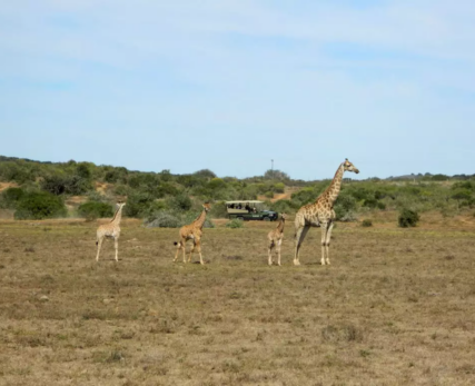 Giraffes-calves-at-Shamwari-Game-Reserve-1024x768
