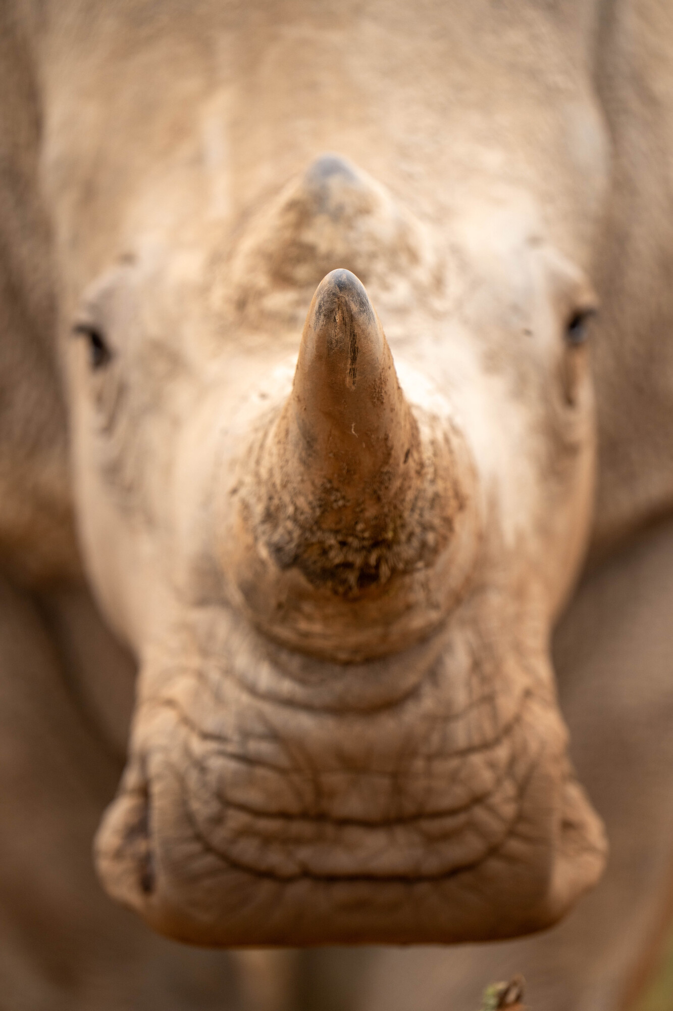 Rhinoceros