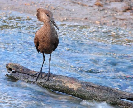 Hammerkop
