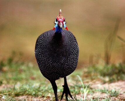 Helmeted Guinea Fowl