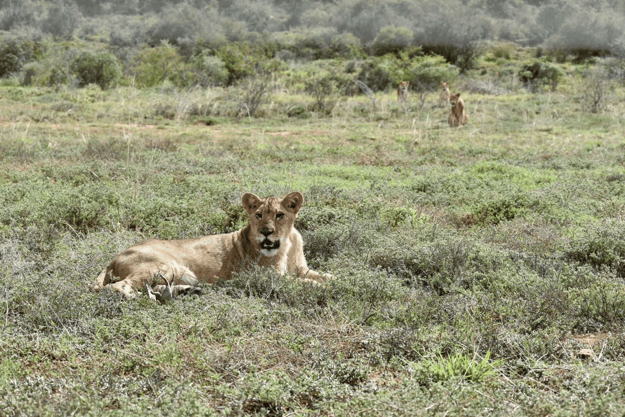Lions of lyon arrival at Shamwari