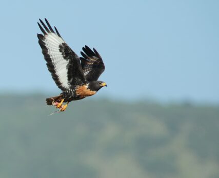 Jackal Buzzard